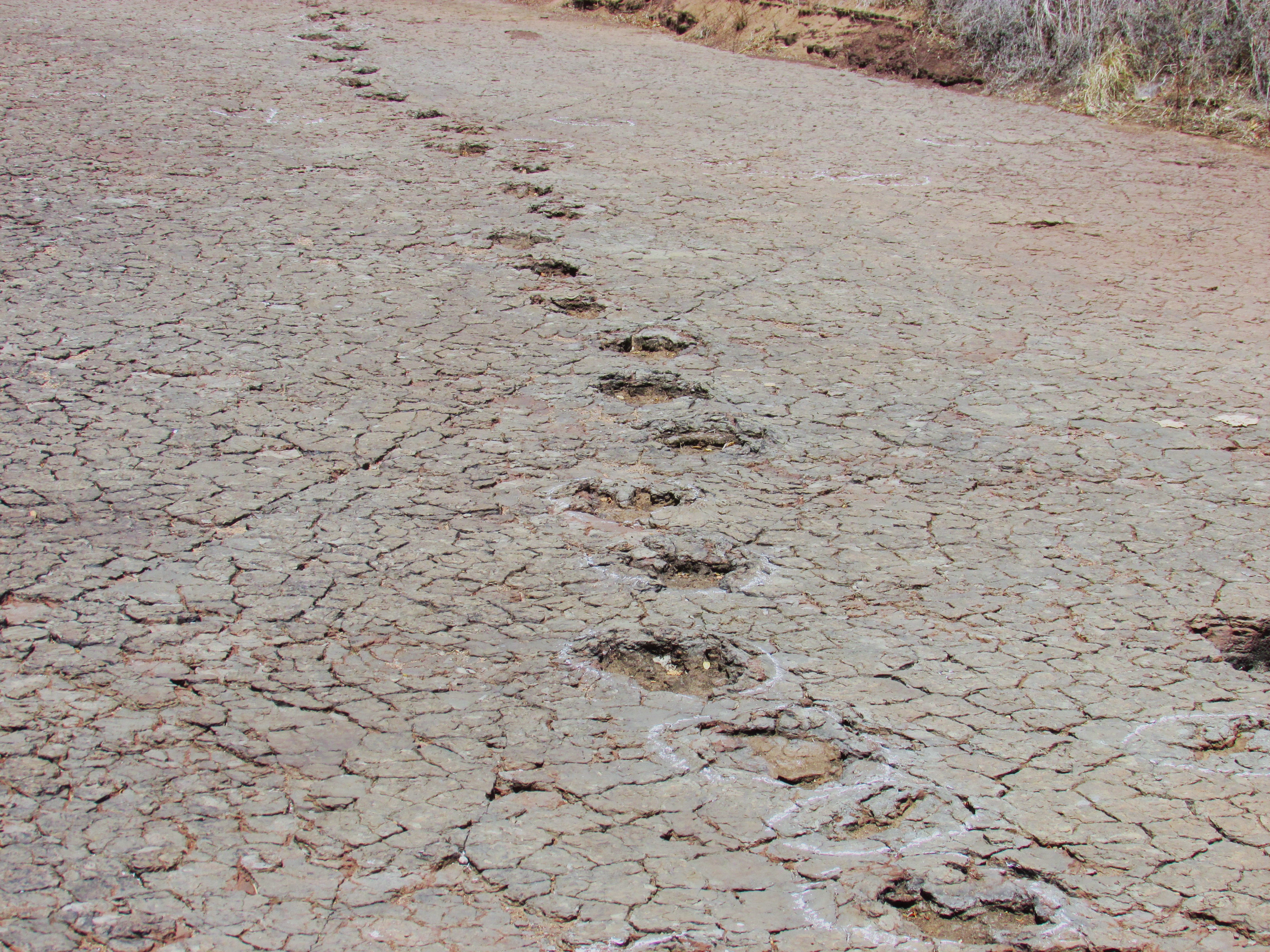 Matching dinosaurs footprints, different continents