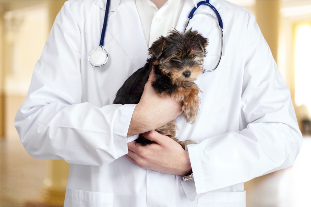 Are There Different Types of Veterinarians? |Sleepy Hollow Animal ...