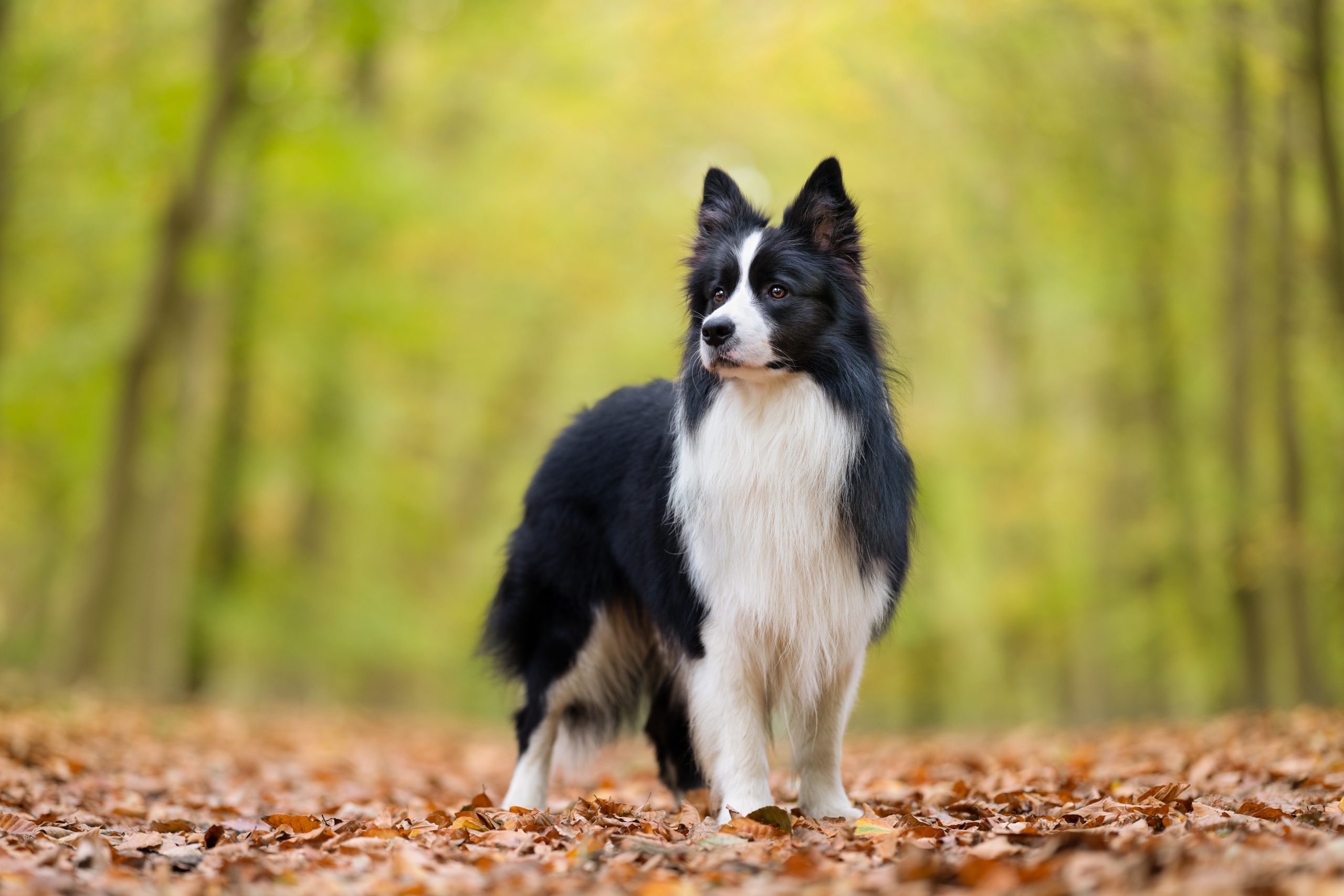 dog black and white