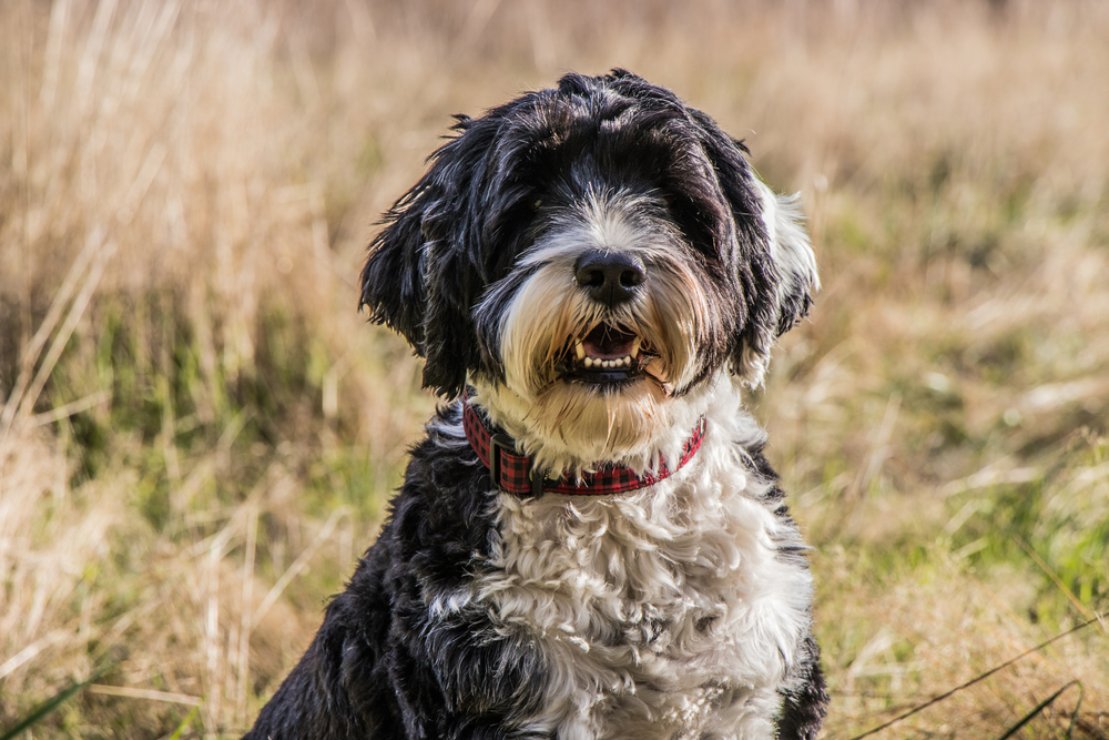 dog black and white