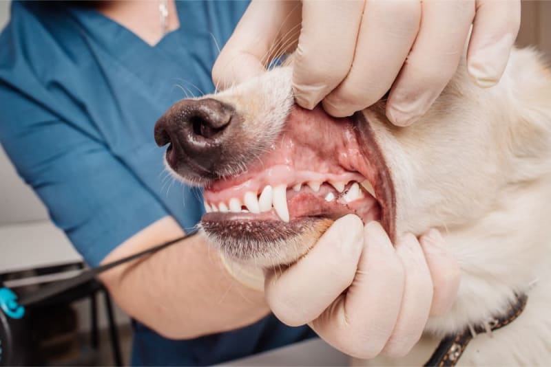 Signs Your Dog Needs a Dental Cleaning | Redmond Vet