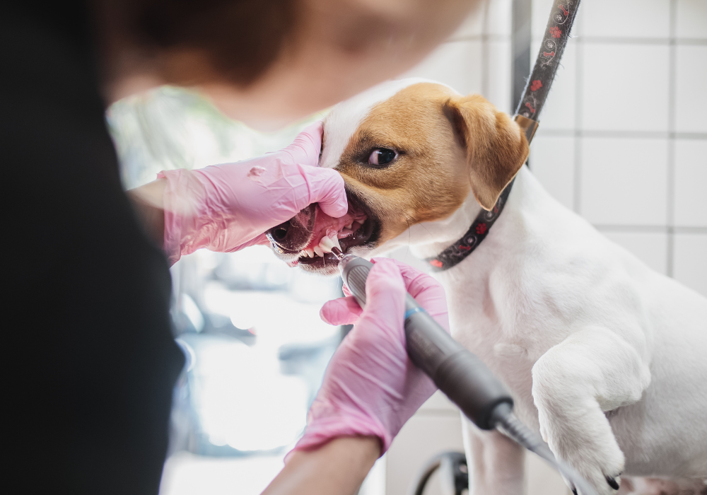 Complications from Dog Dental Cleaning | Should I Get My Dogs ...