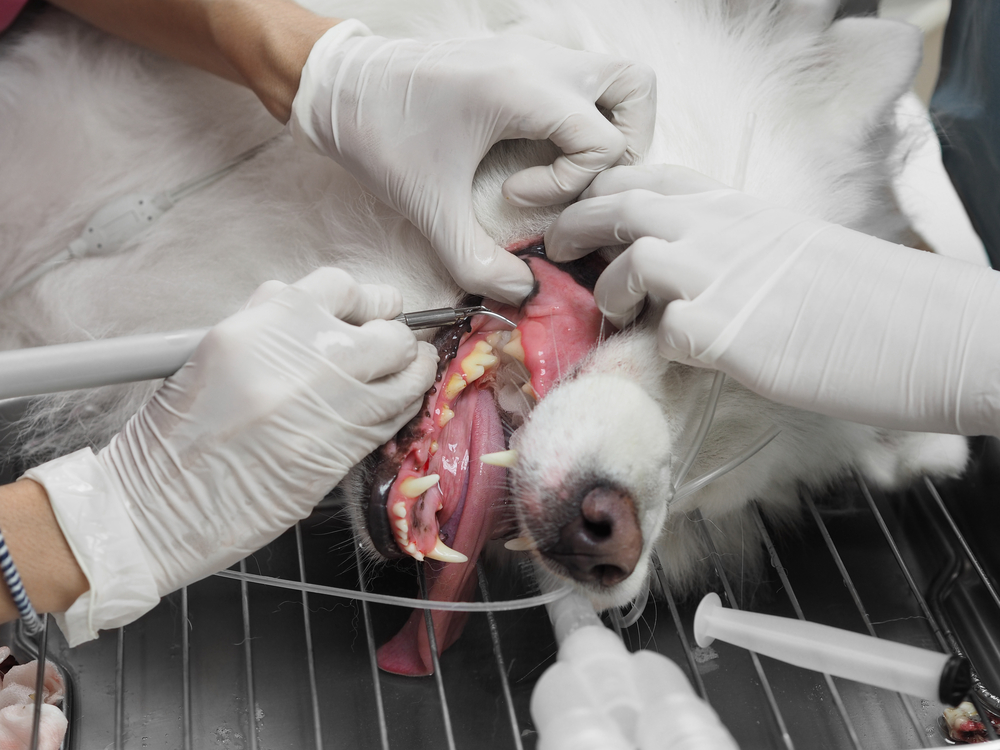 What Happens to My Pet During a Veterinary Dental Cleaning? - Vet ...