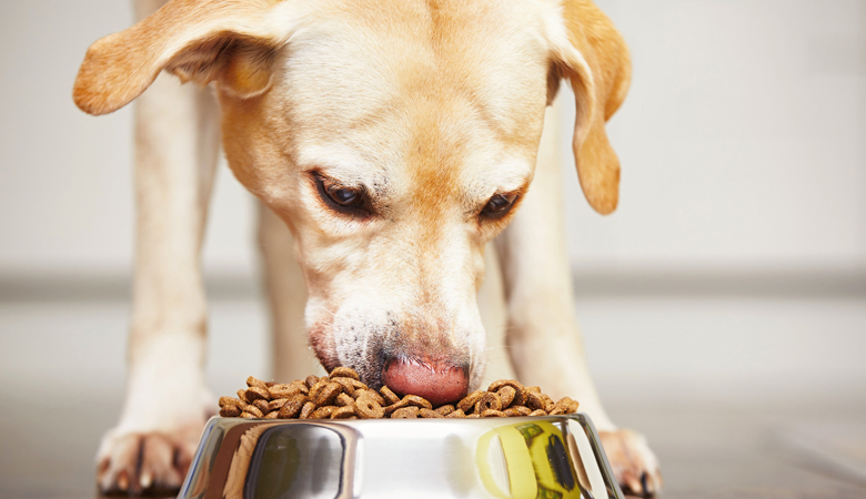 dog eatings