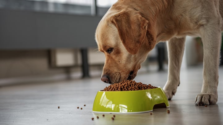 Dog Food Nutrition &amp; Diet | What to Feed your Dog | Medivet