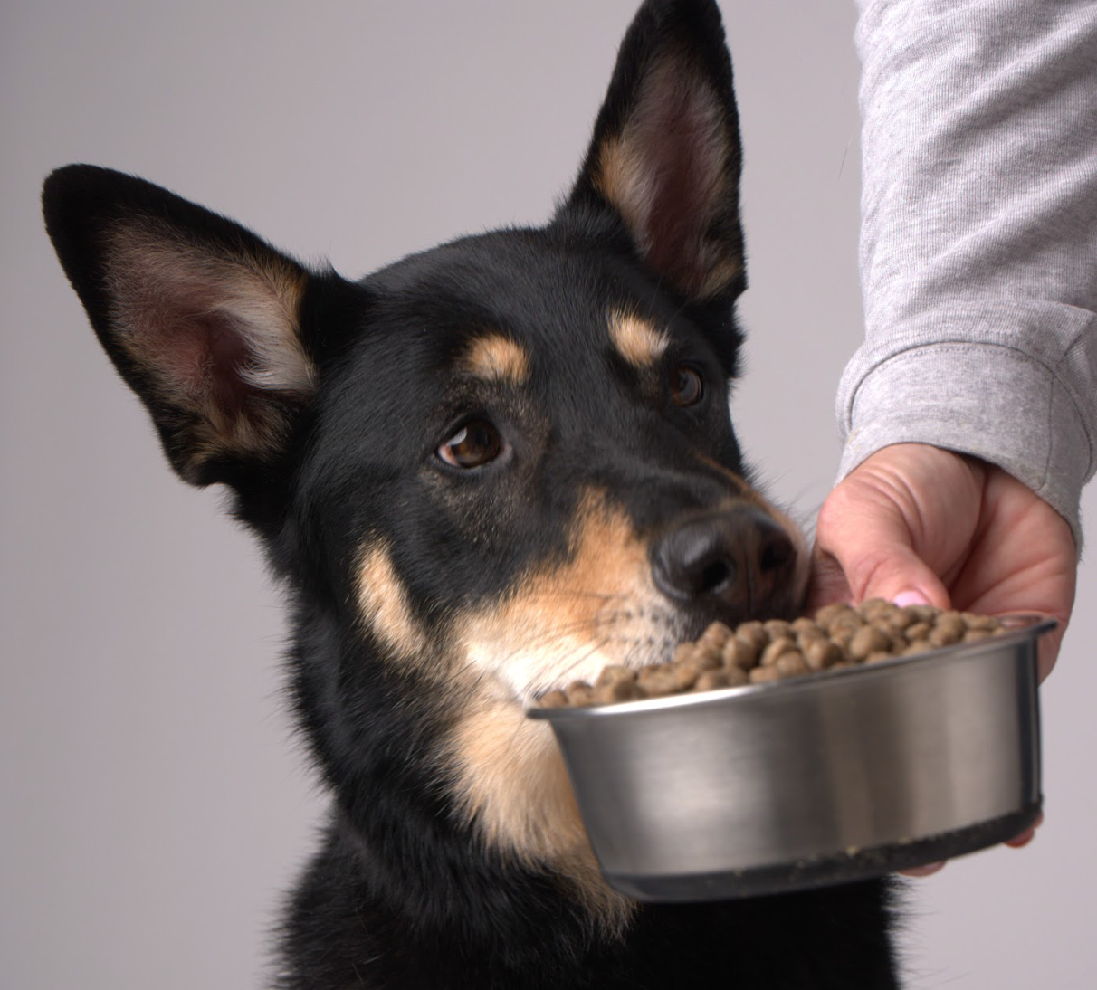 Why Does Your Dog Eat So Fast? – Under the Weather