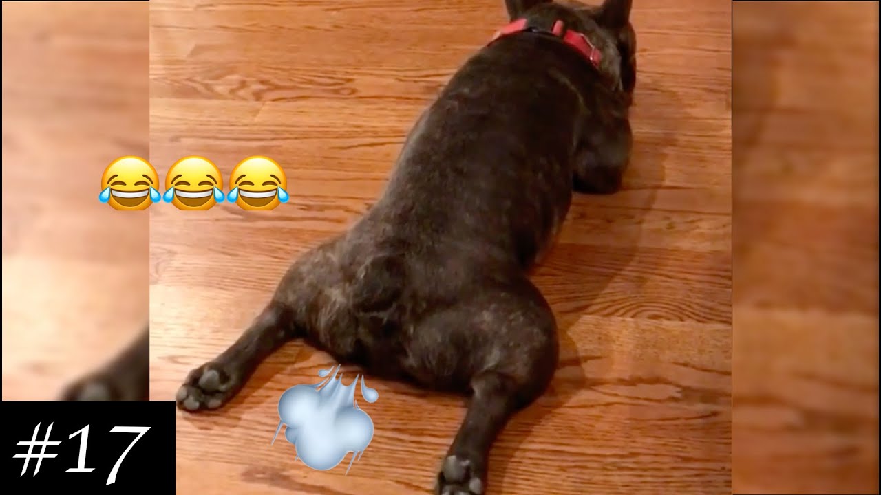 FARTING DOGS Compilation ??| Funniest Dog Farting | 2021