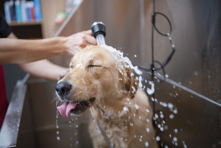 Top Tips For Cleaning Your Dog Grooming Salon - Groomers | Blog