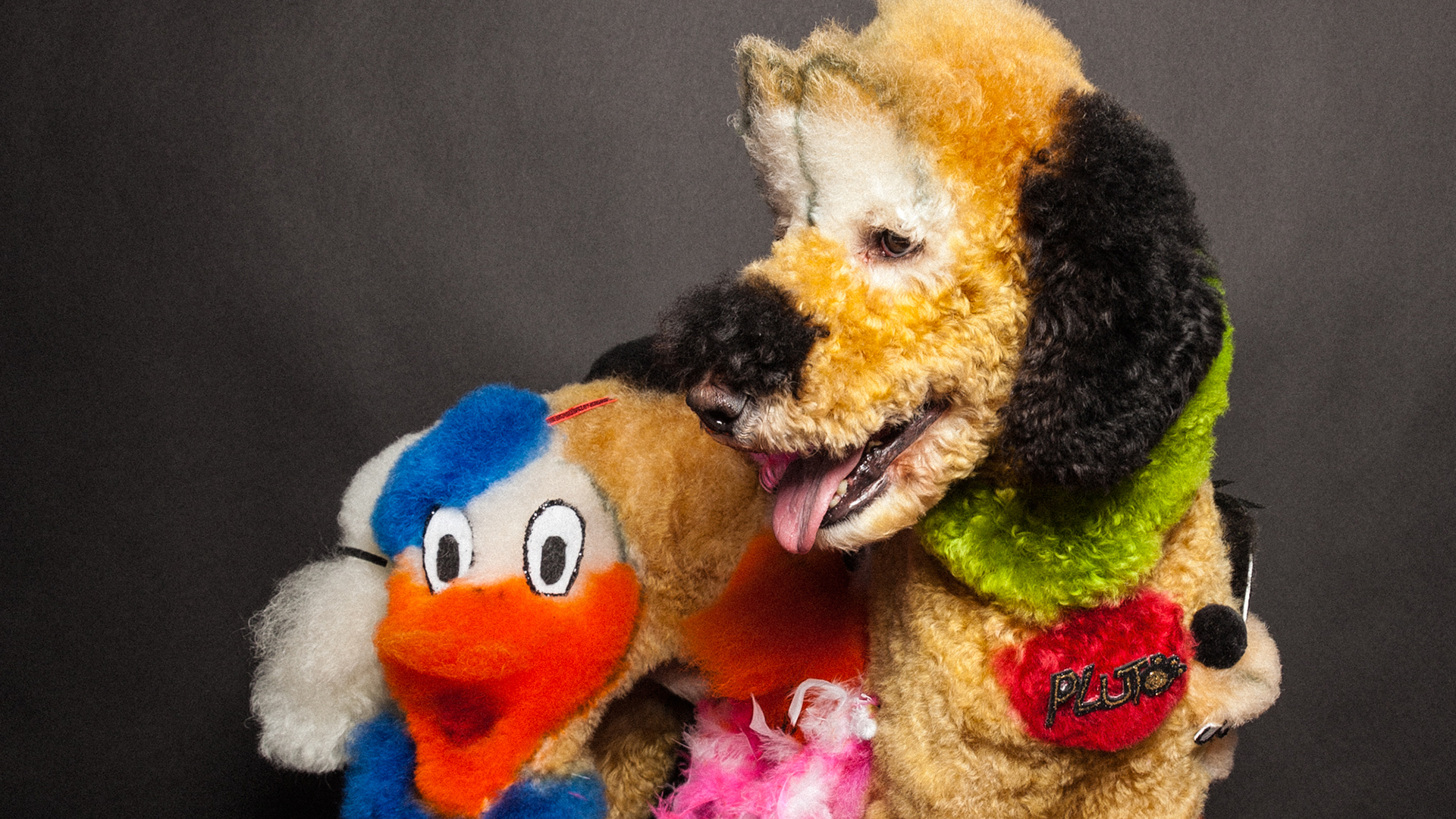 dog grooming art