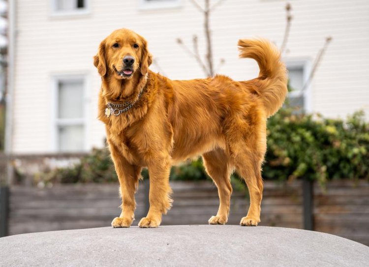 The Top 10 Most Popular Dogs By Category — Dans Pet Care