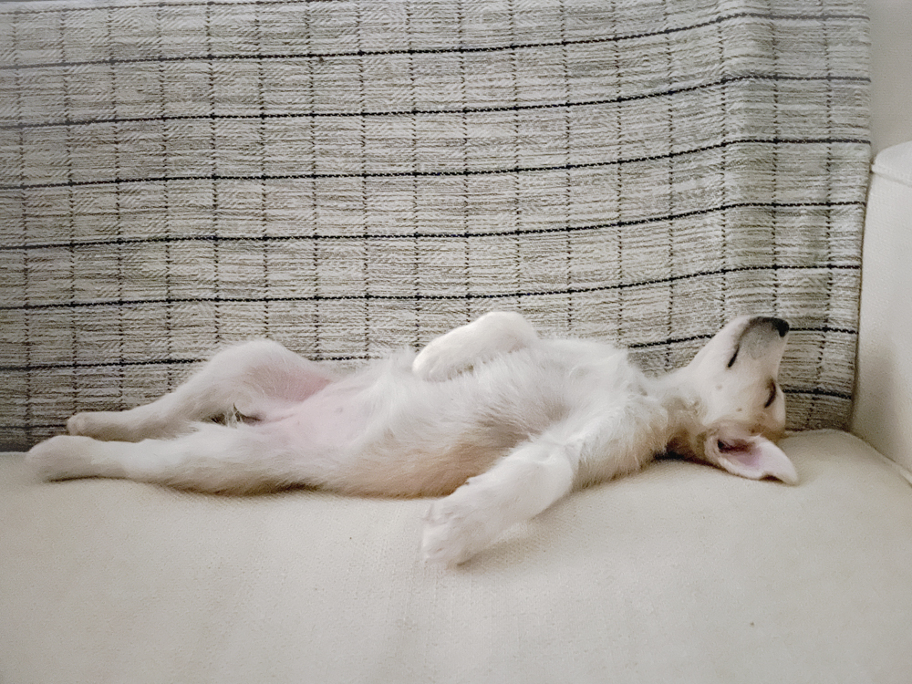 Dog Naps: Is Your Puppy Sleeping Enough? · Kinship