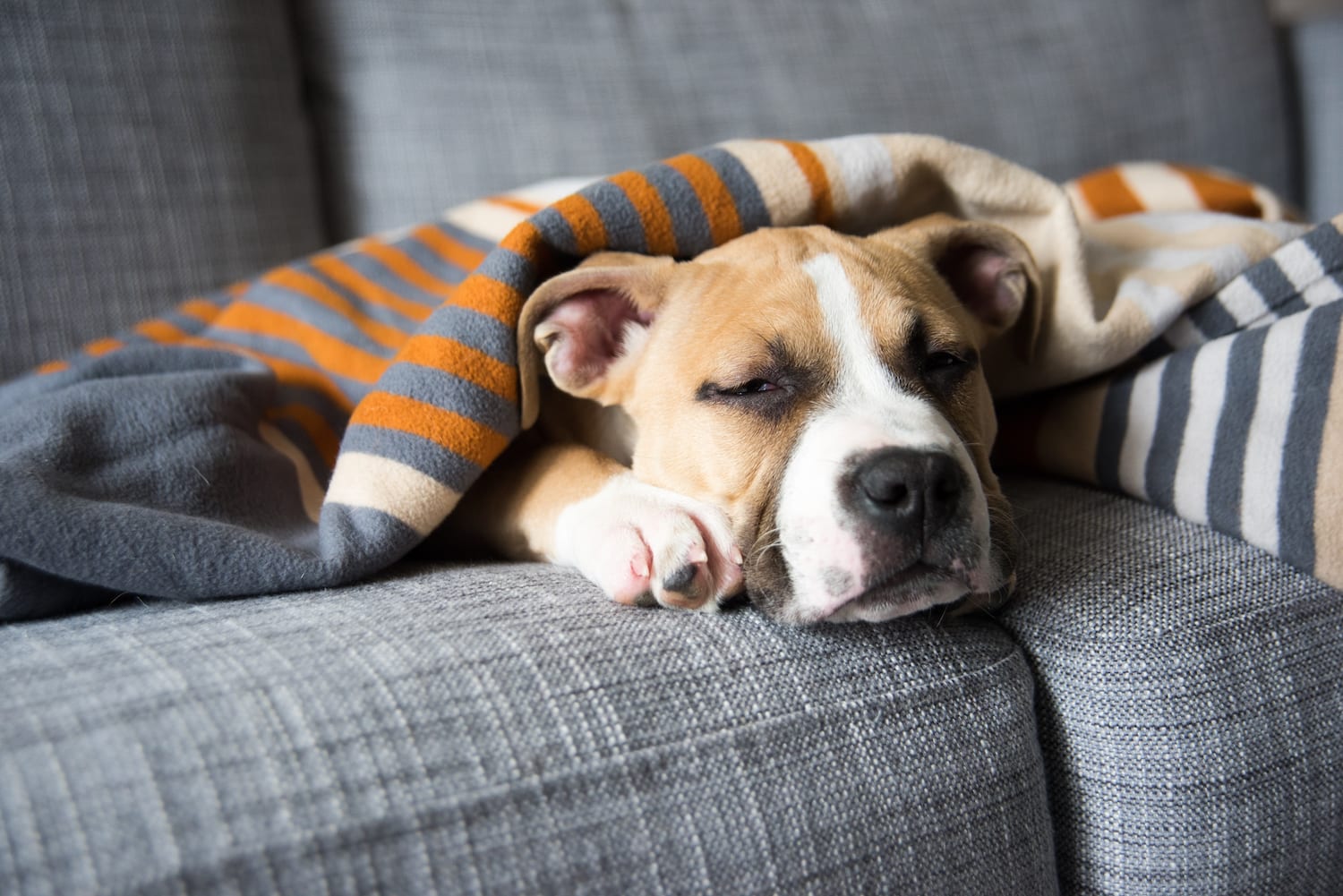 How Much Sleep Your Dog Needs