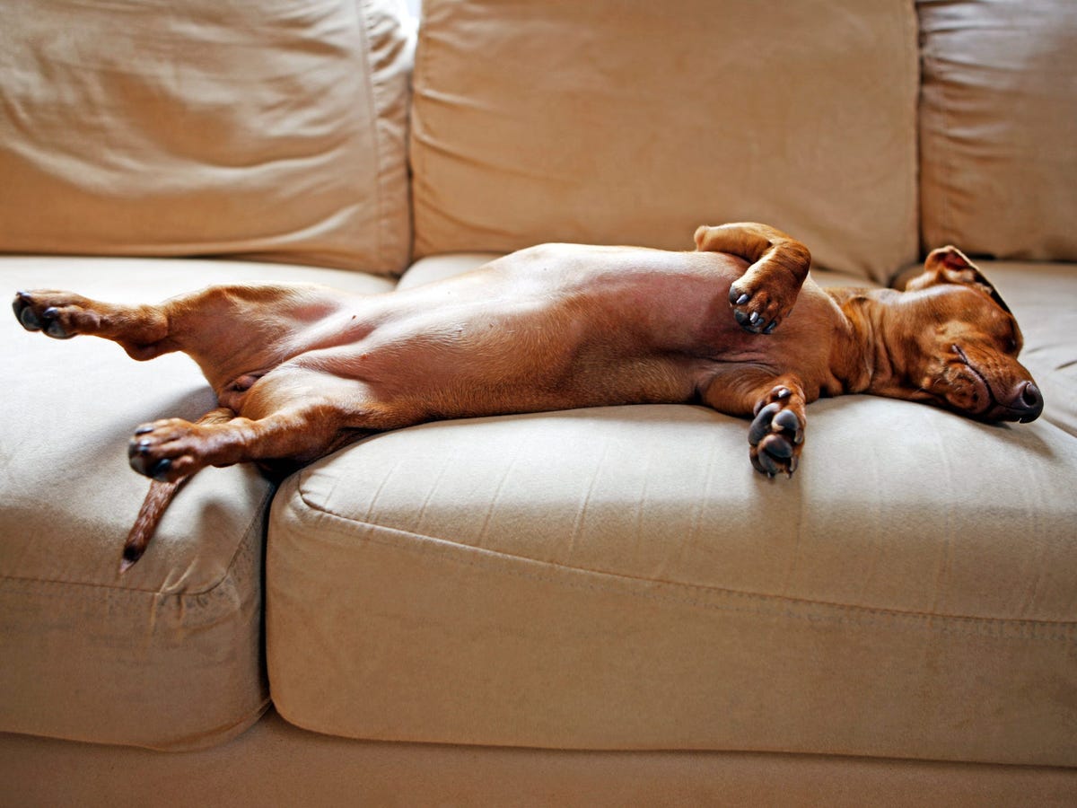 How Long Do Dogs Sleep? How Many Hours They Should Get