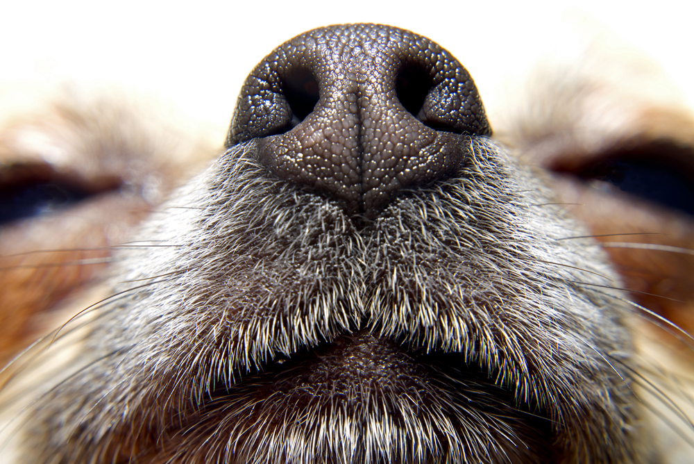 The Dog Nose All: The Power of A Dogs Nose - Oakland Veterinary ...