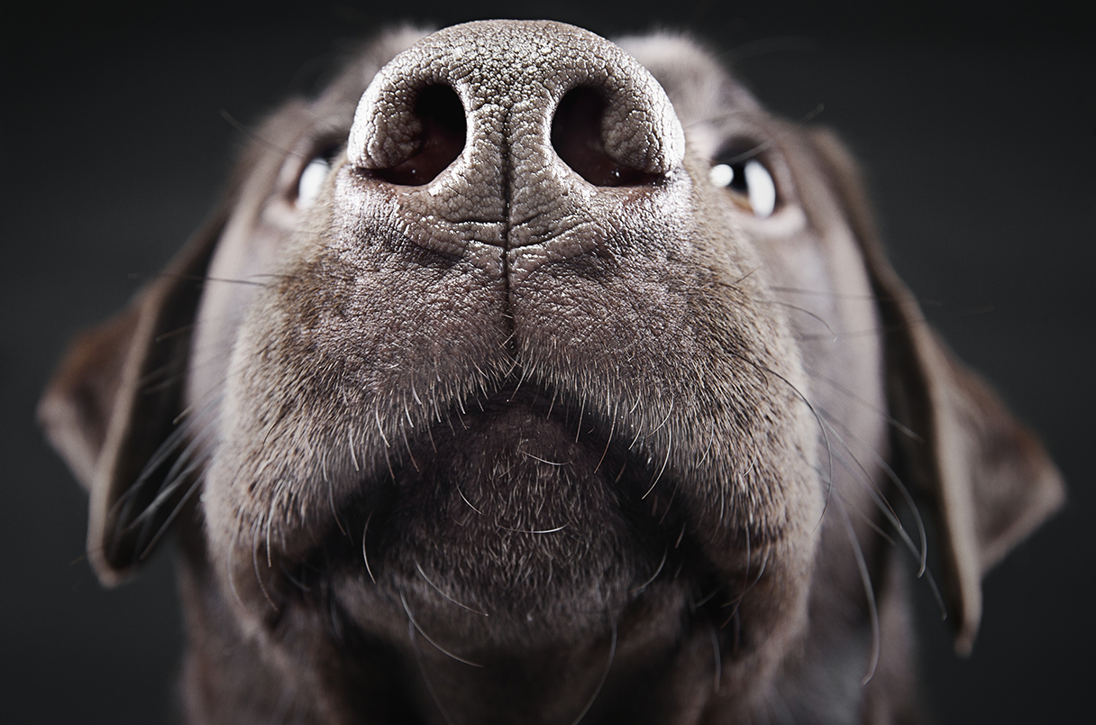 All dog noses—whether a pugs or a bloodhounds—are created equal ...