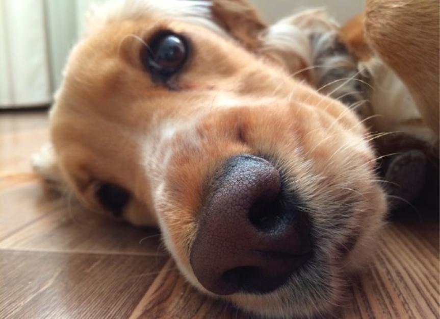 8 Dog Nose Facts You Probably Didnt Know | PetMD