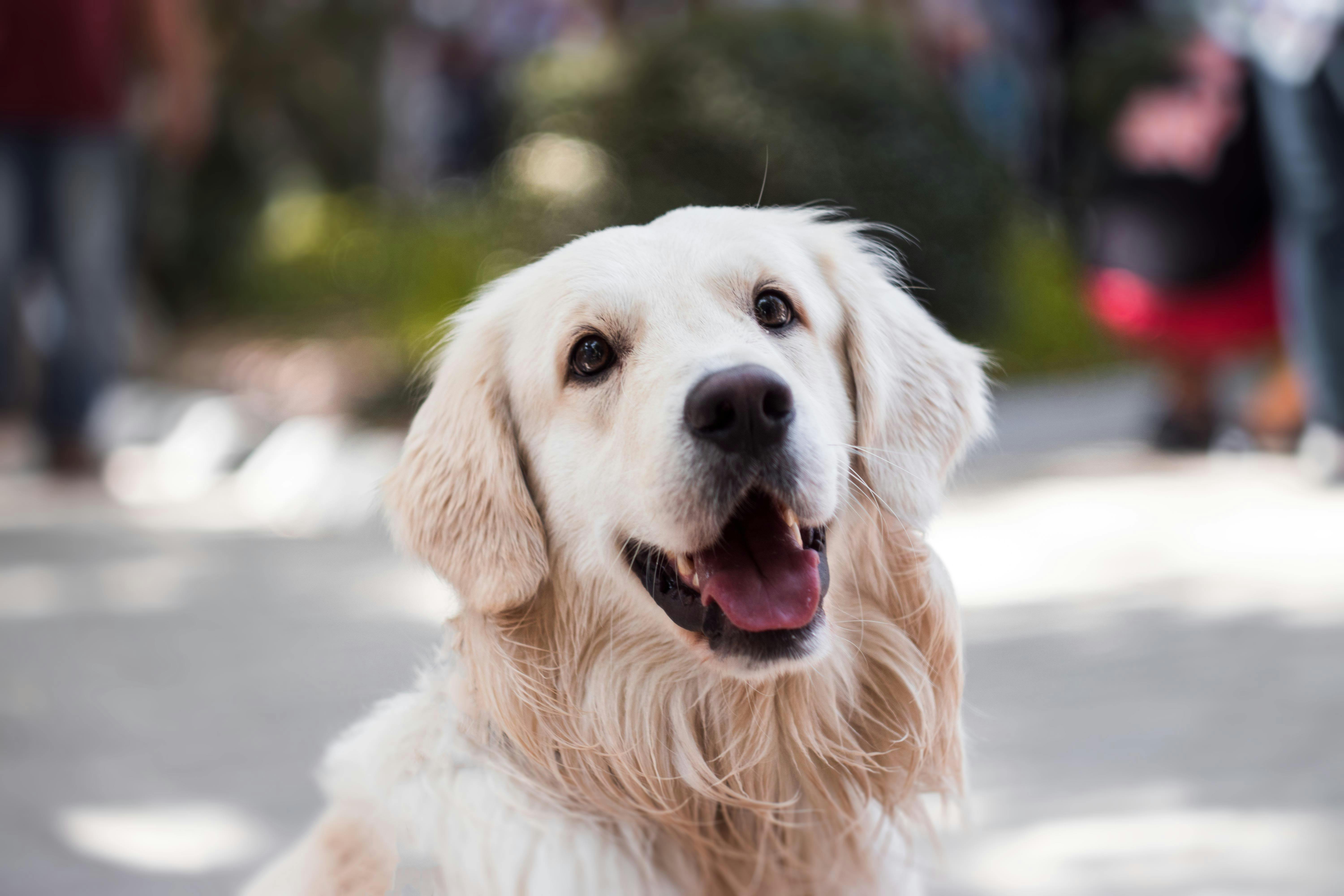 40,000+ Best Dog Photos · 100% Free Download · Pexels Stock Photos