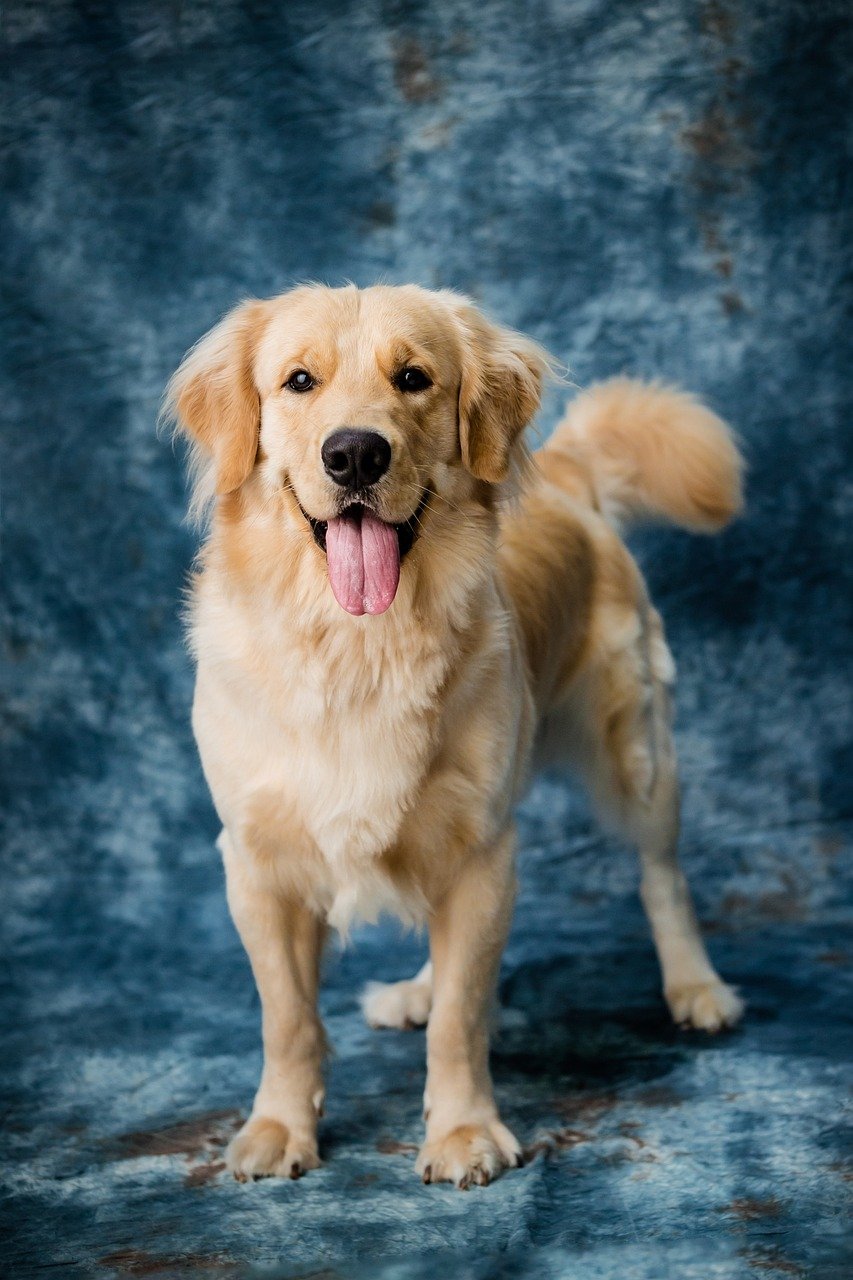 50,000+ Free Dog &amp; Pet Images - Pixabay