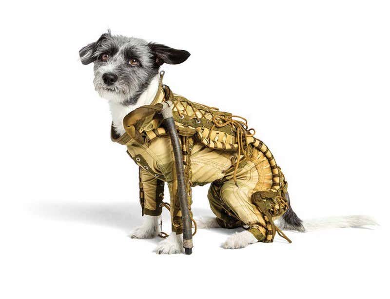 Soviet dog spacesuit for pooches with the right stuff | New Scientist