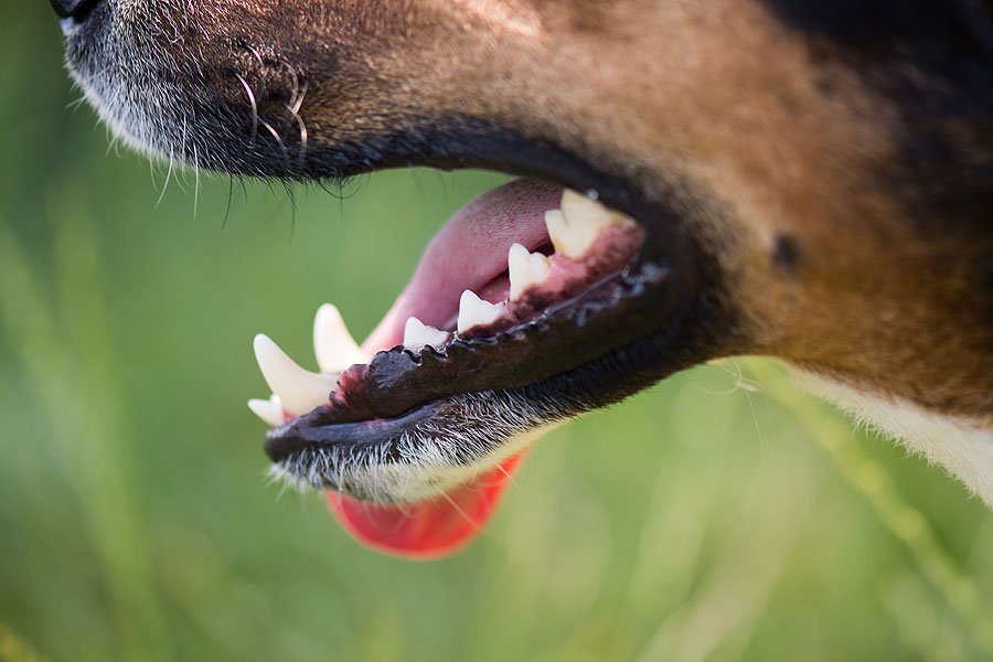 dog teeths