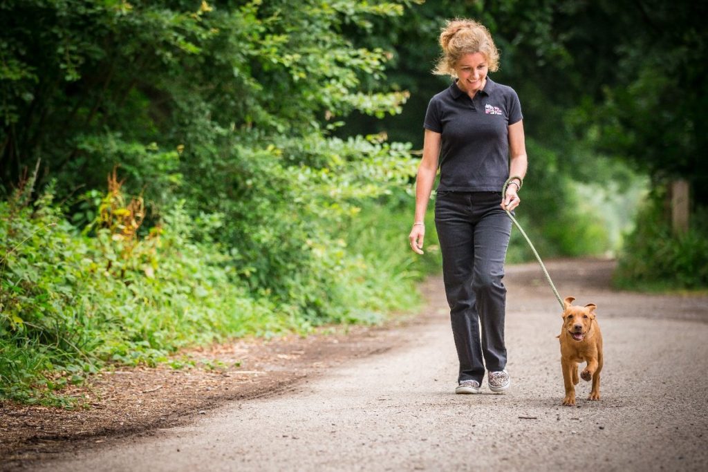 dog walkings