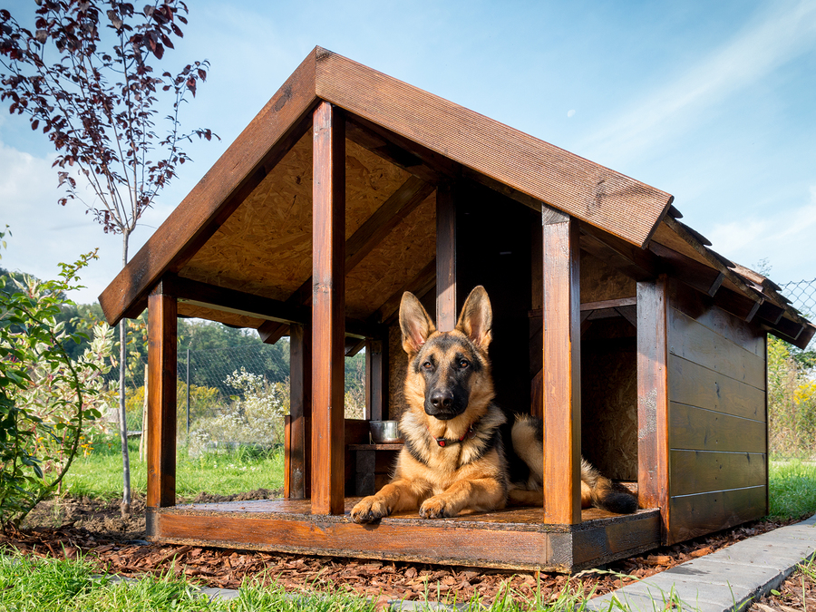 doghouse pictures