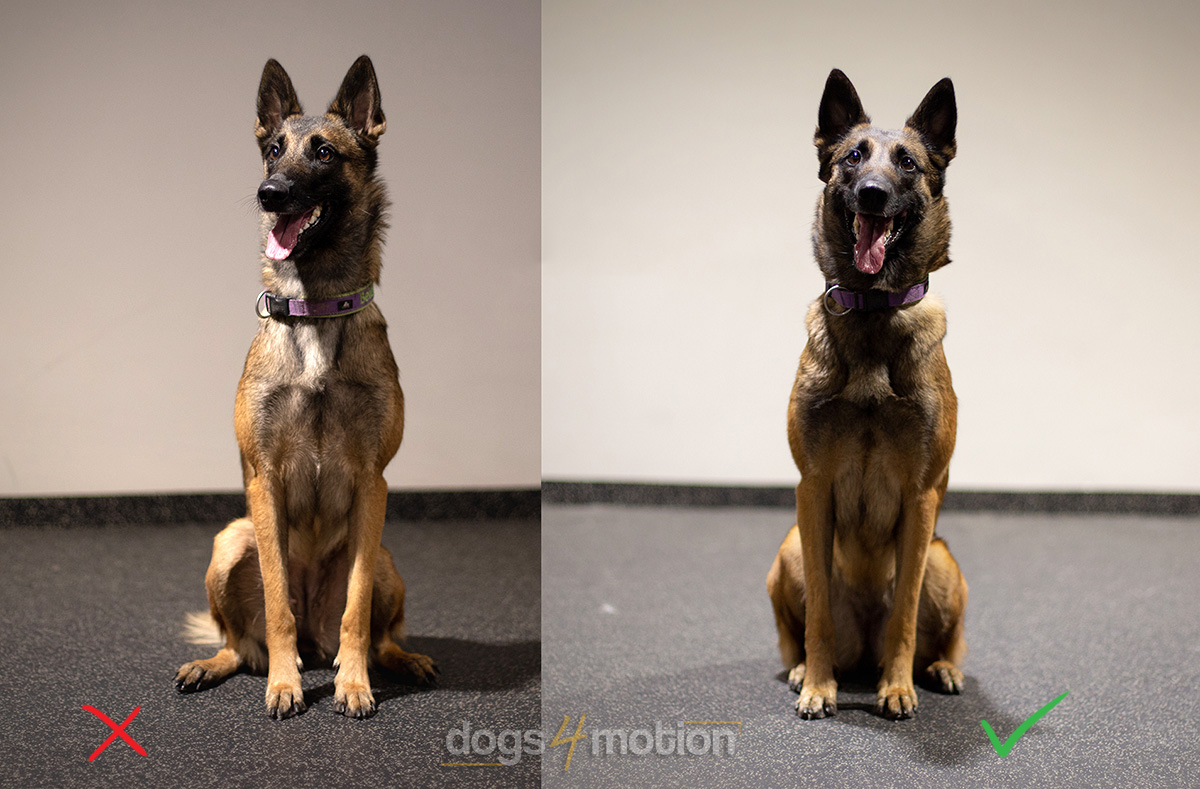 Is sloppy sitting in dogs something to worry about? - Dogs4motion