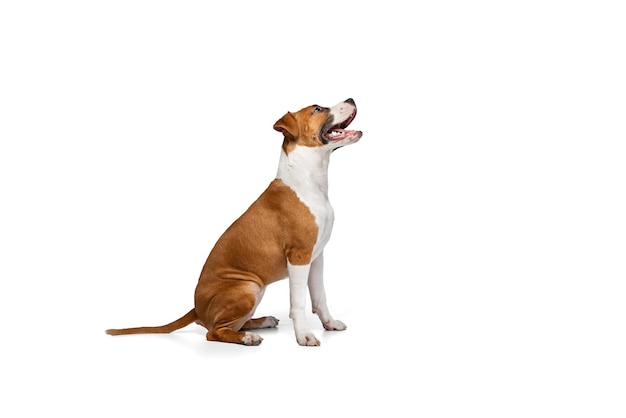 Dog Sitting Pictures | clipart library