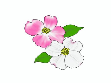 dogwood clipart