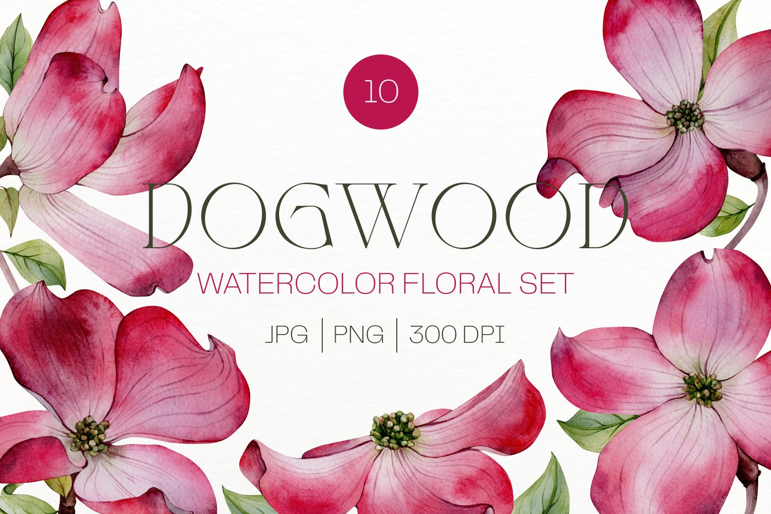 dogwood clipart