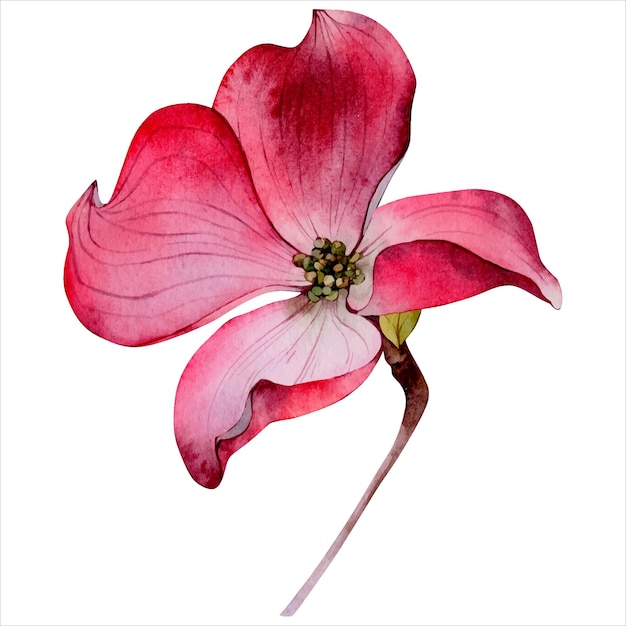 dogwood clipart