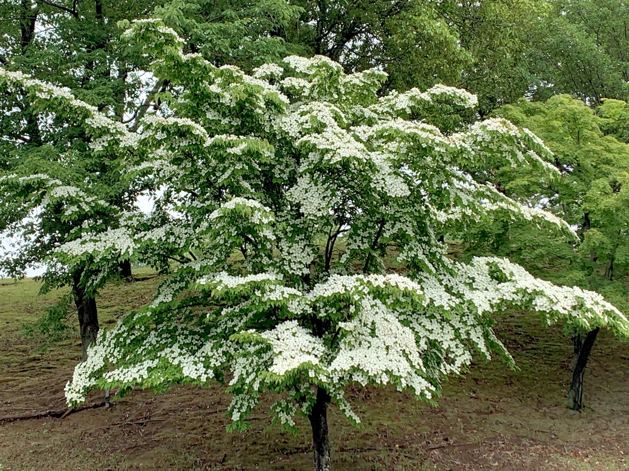 dogwood trees
