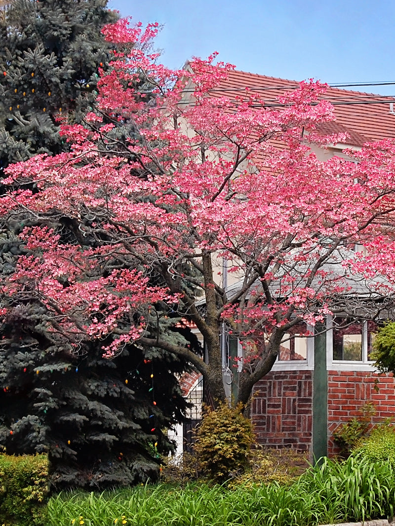 dogwood trees