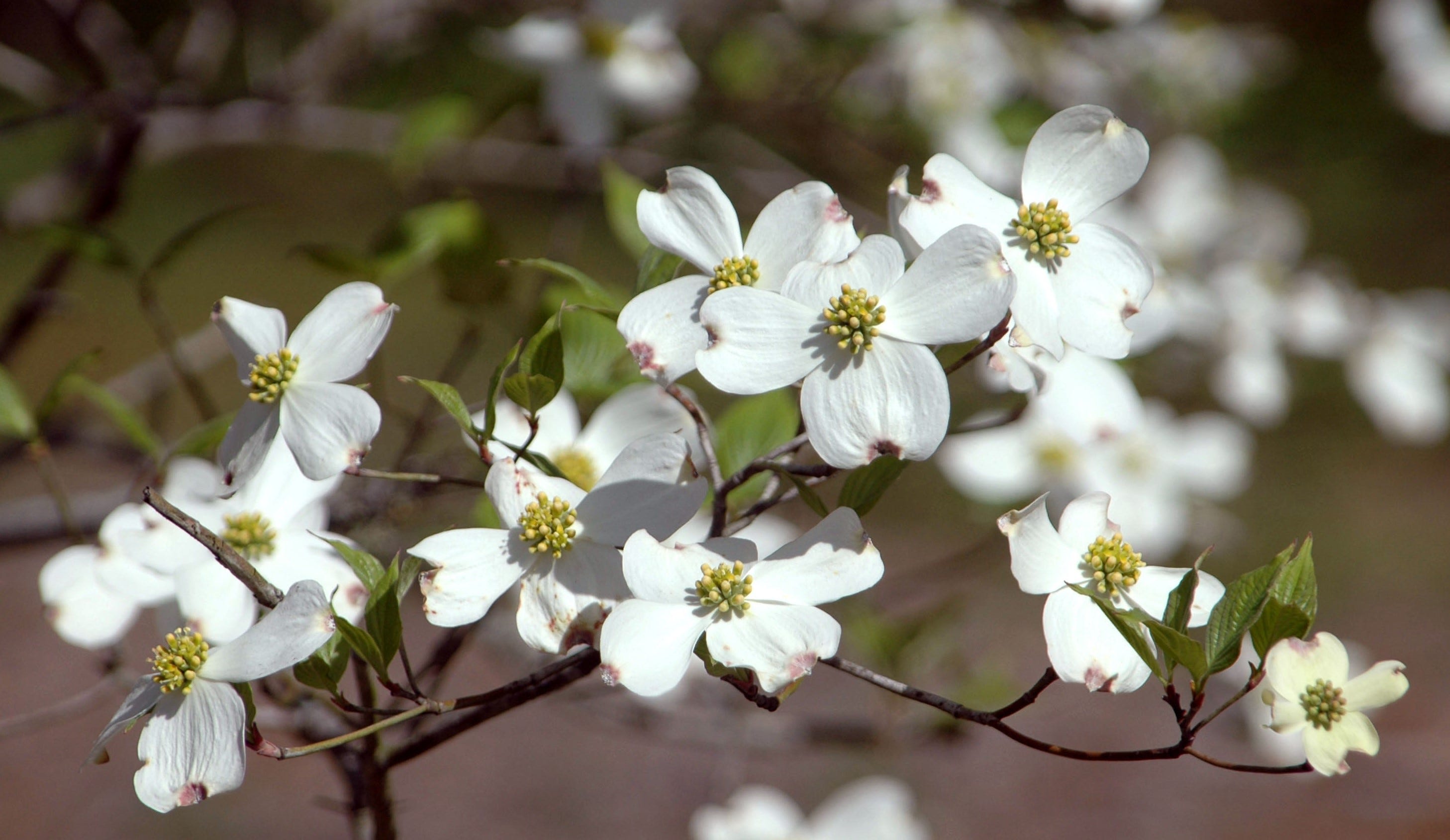 dogwoods