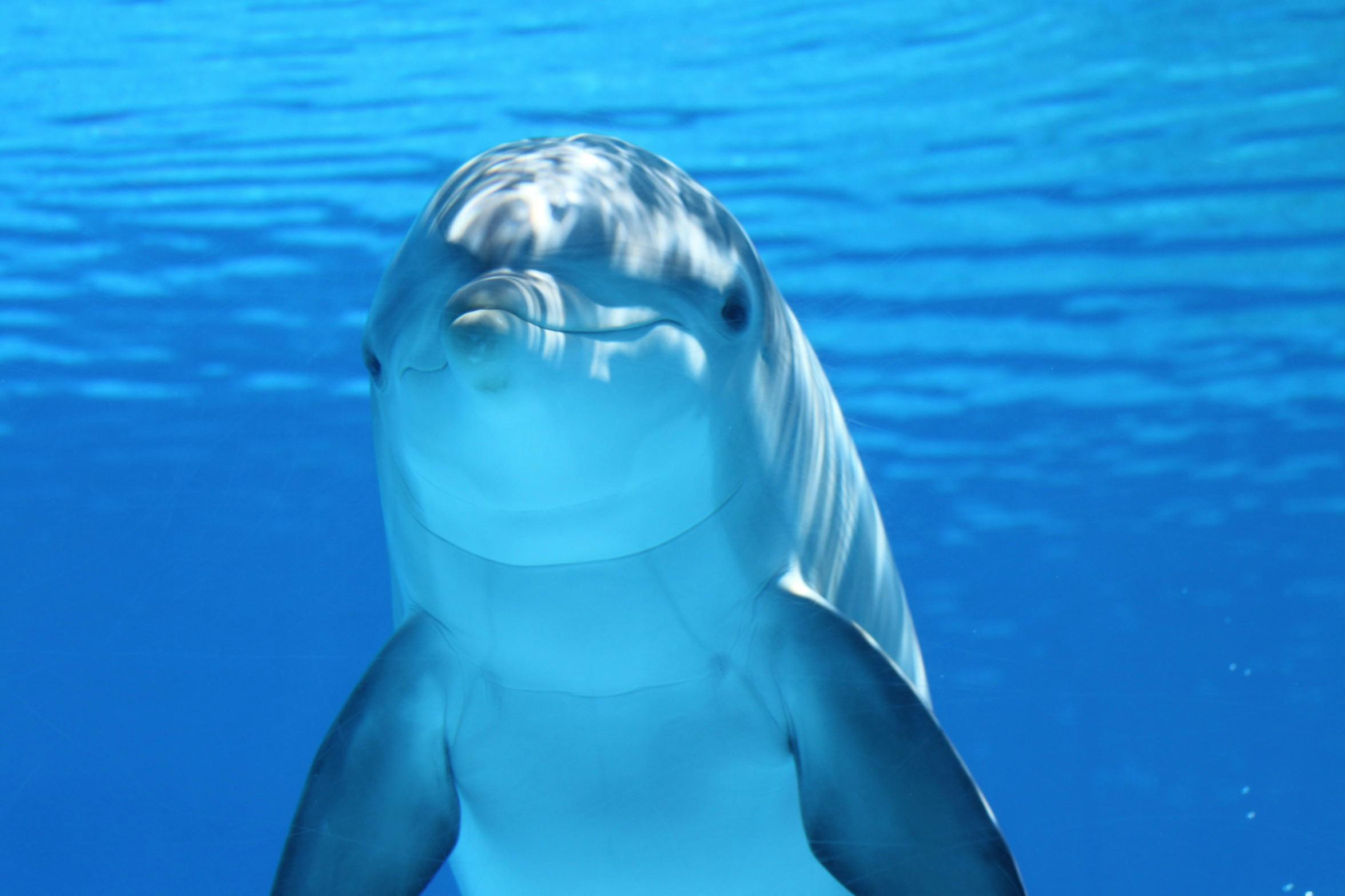 500+ Best Dolphin Photos · 100% Free Download · Pexels Stock Photos