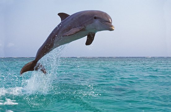 Dolphin Images – Browse 458,581 Stock Photos, Vectors, and Video ...