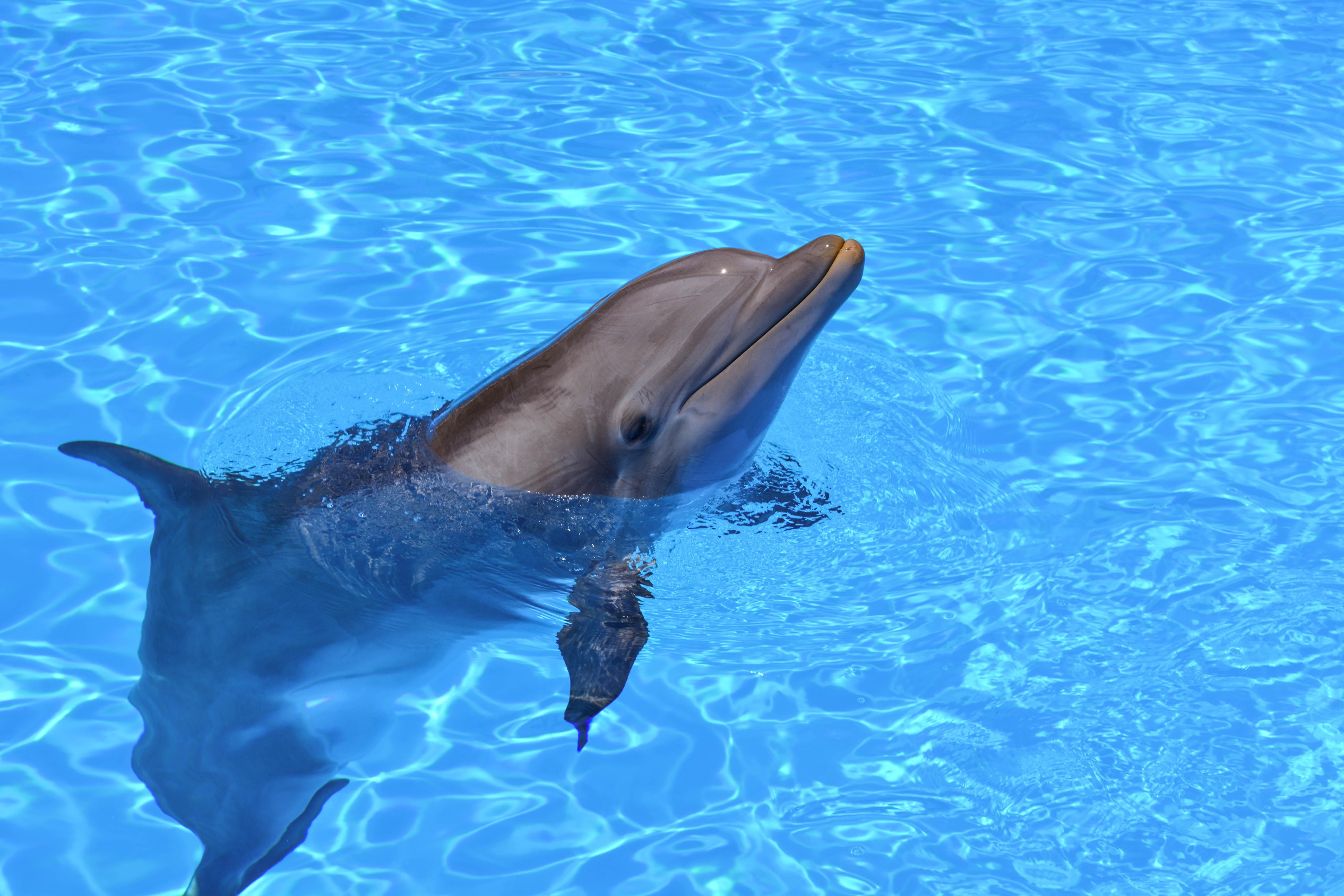 I went swimming with dolphins—heres why Ill never do it again ...