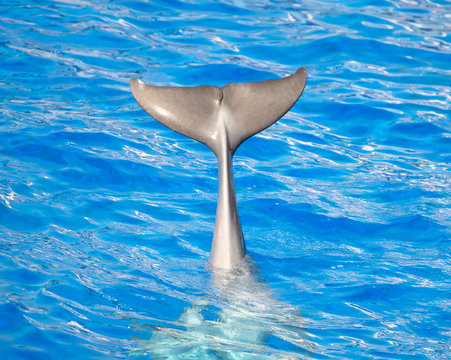 Dolphin Tail-Bilder: Stock-Fotos &amp; -Videos. | Adobe Stock
