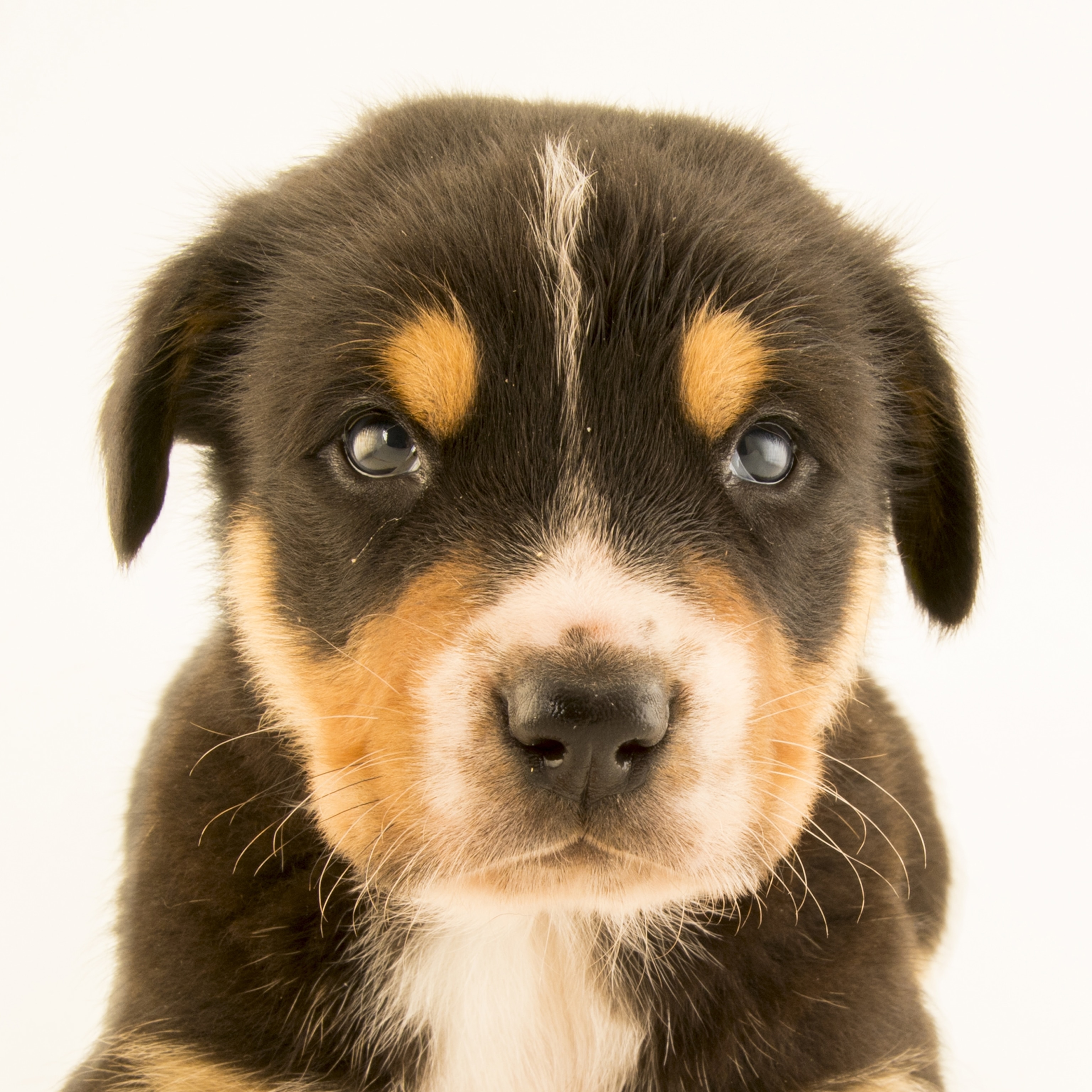 Dog, facts and photos