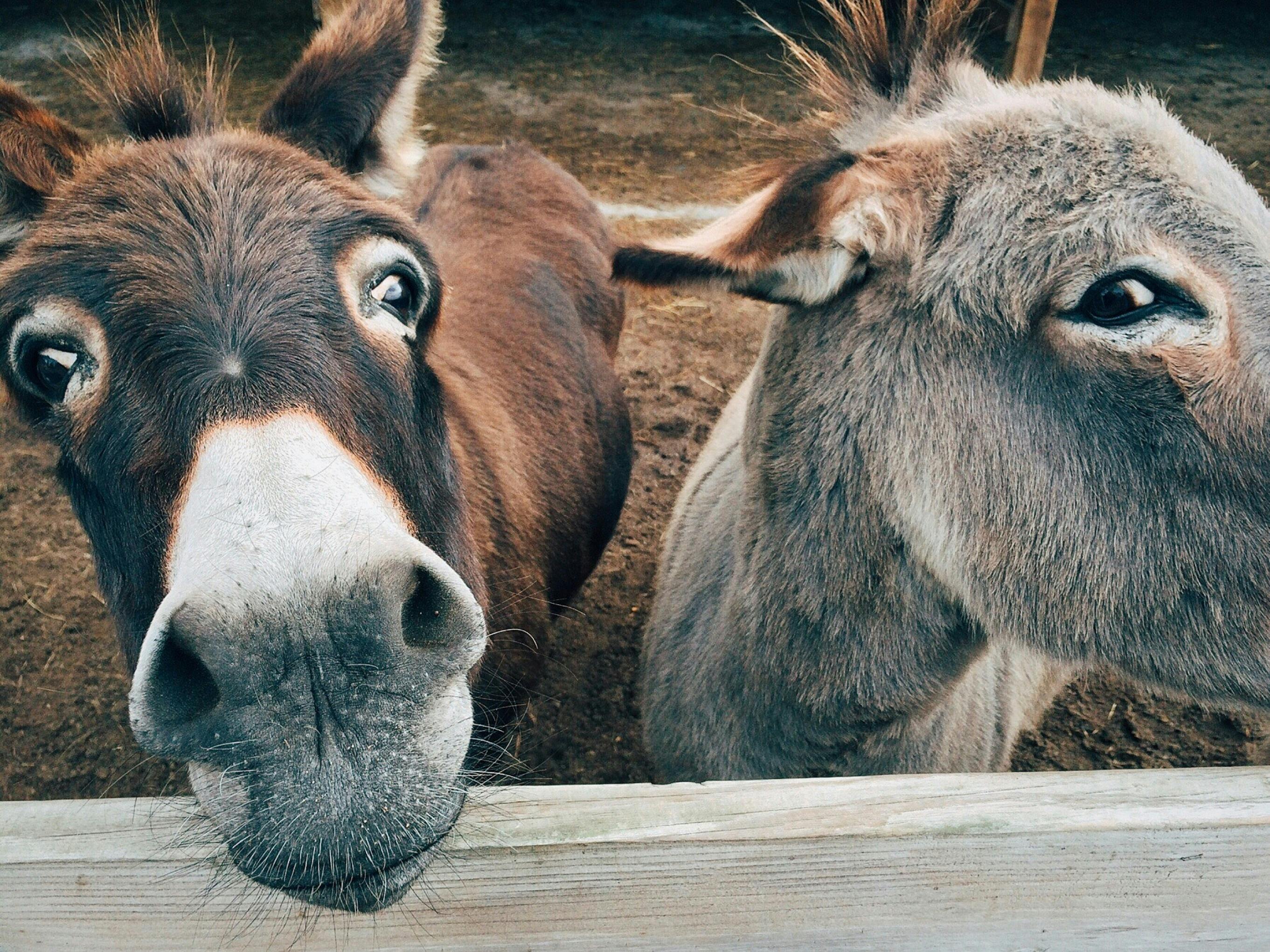 donkey pictures free