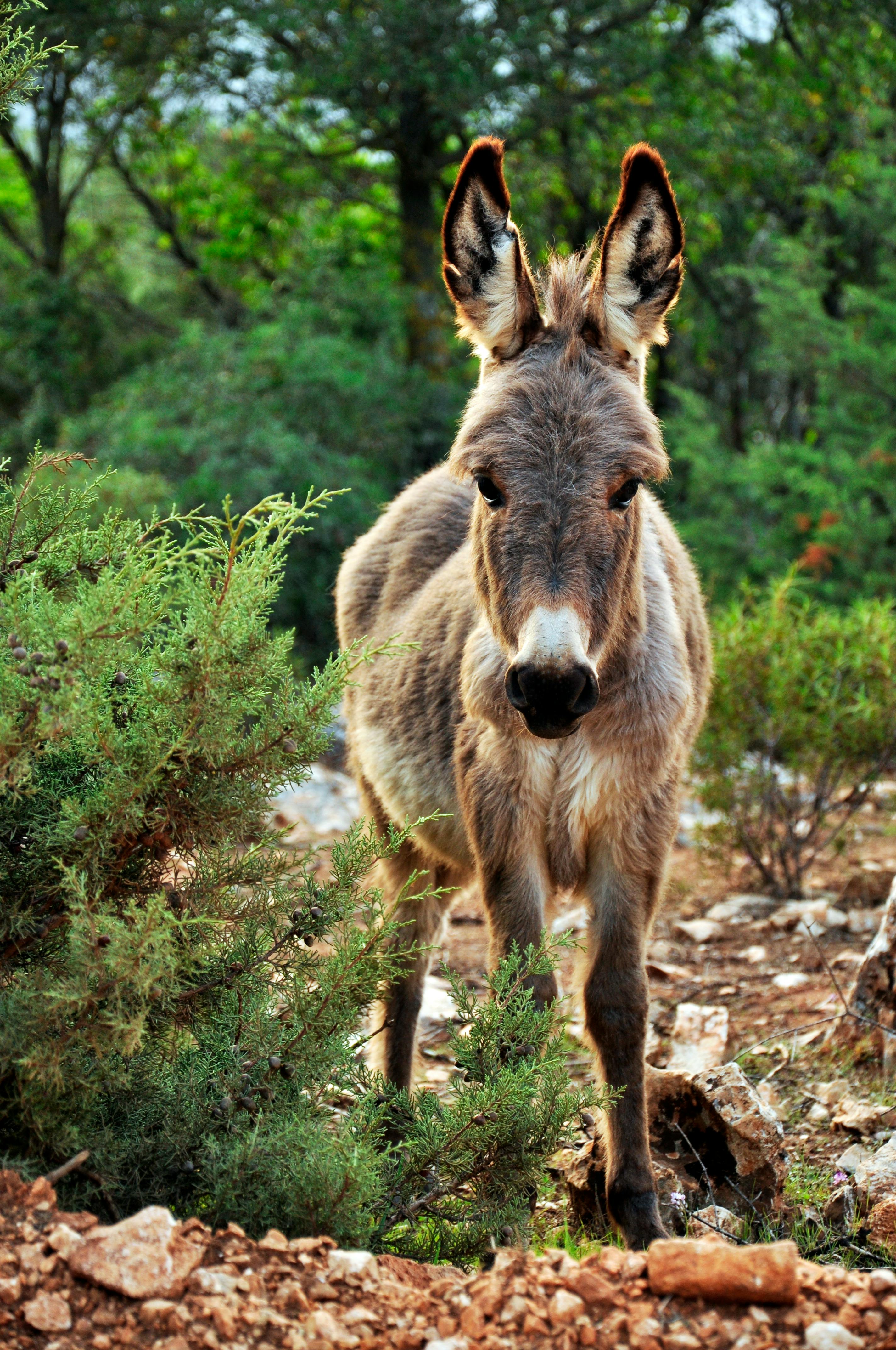 700+ Best Donkey Photos · 100% Free Download · Pexels Stock Photos