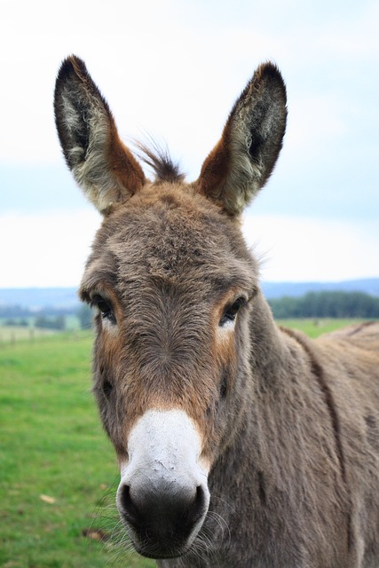 donkey pictures free