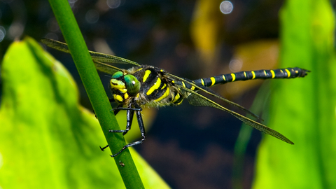 dragonfly images