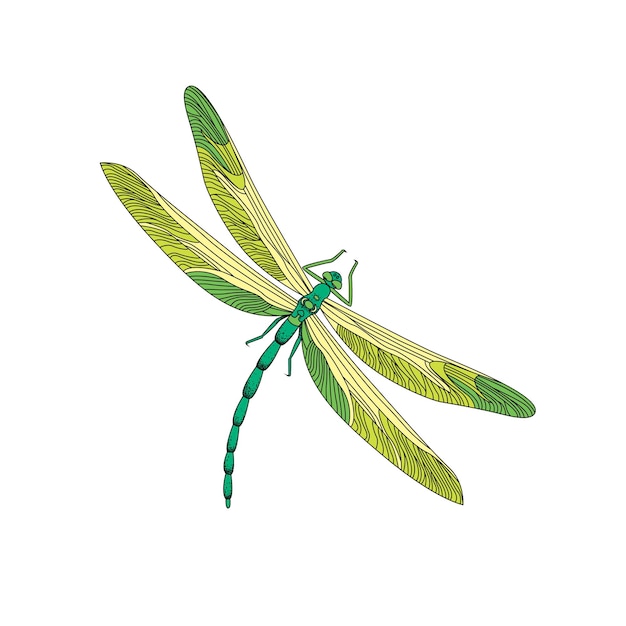 Premium Vector | Dragonfly Green Dragonfly Vector outline illustration