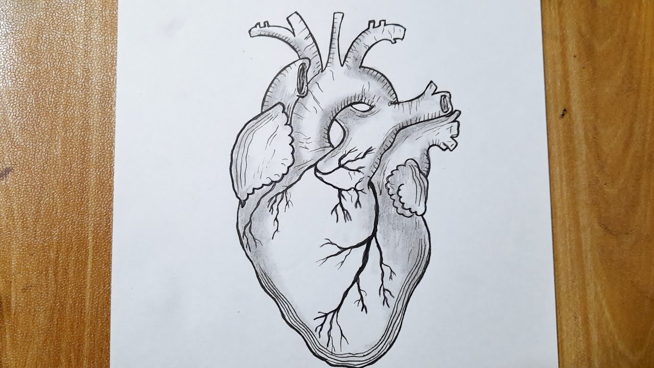 drawing of a heart