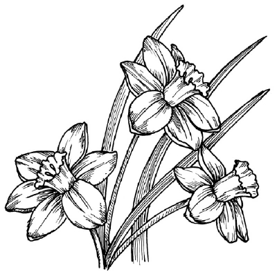 drawings of daffodils