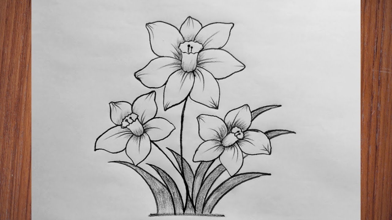 drawings of daffodils