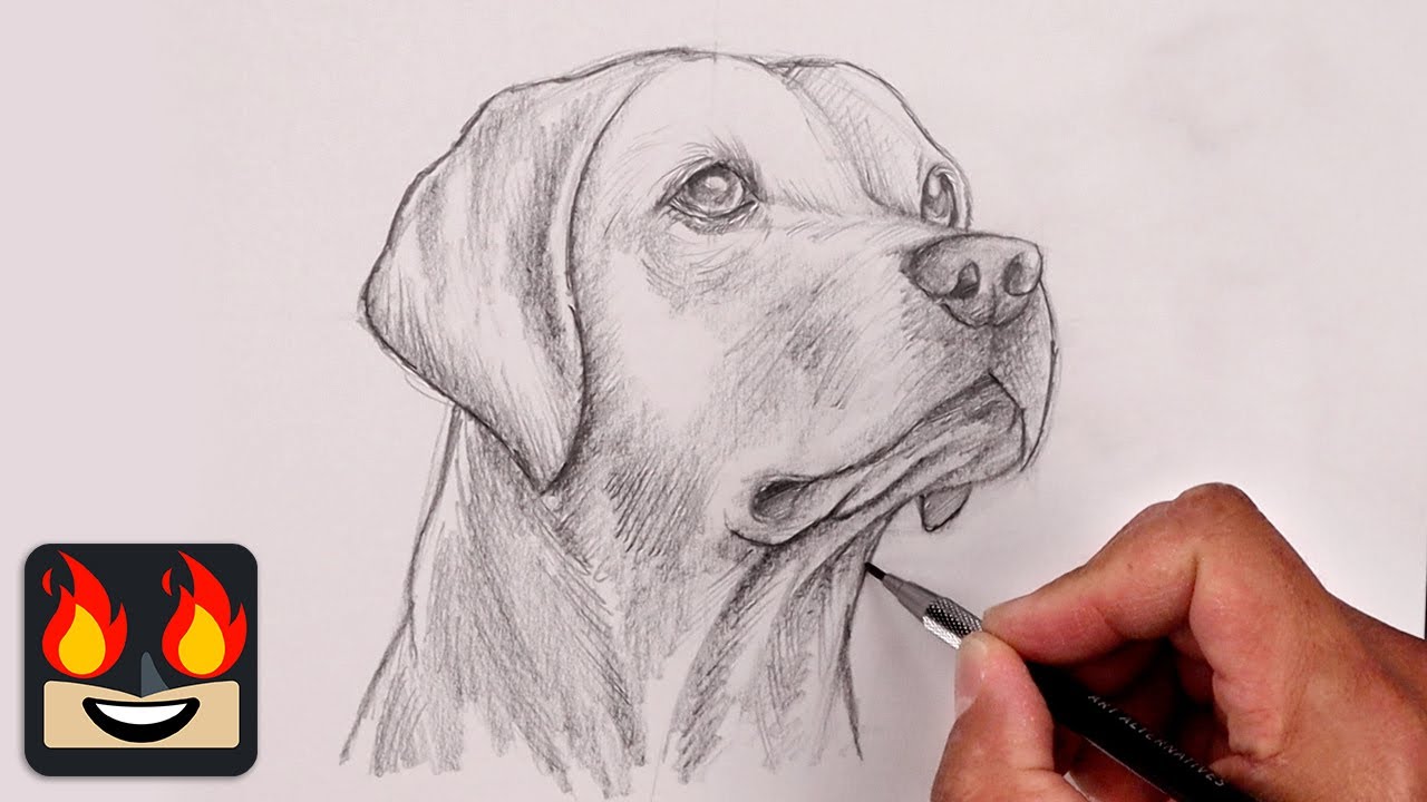 drawings of dogs