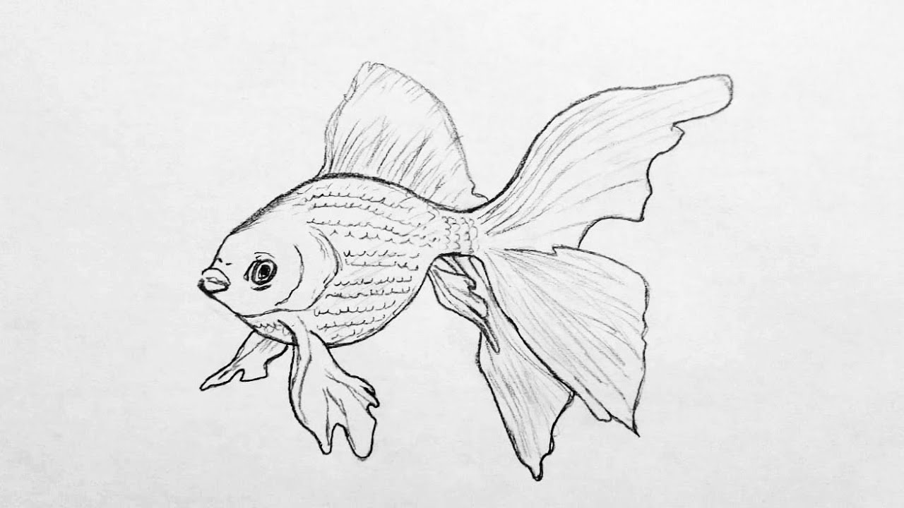 drawings of fish
