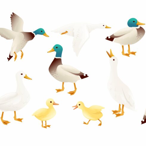33+ Wild Duck Clipart Images &amp; Illustrations for 2024 - MasterBundles